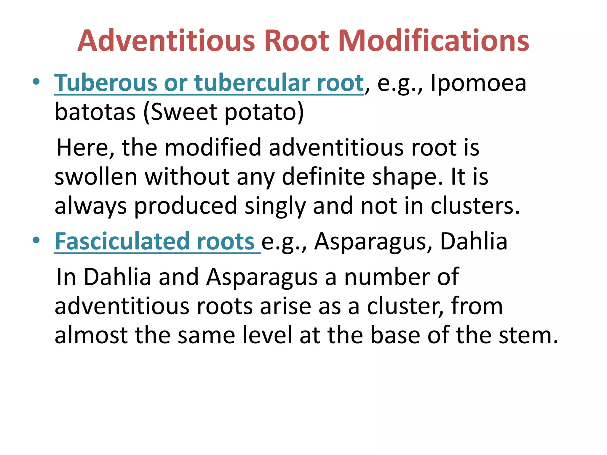 Adventitious Root Modifications
• Tuberous or tubercular root, e.g., Ipomoea
batotas (Sweet potato)
Here, the modified adventitious root is
swollen without any definite shape. It is
always produced singly and not in clusters.
• Fasciculated roots e.g., Asparagus, Dahlia
In Dahlia and Asparagus a number of
adventitious roots arise as a cluster, from
almost the same level at the base of the stem.
 