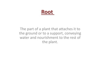 Root
The part of a plant that attaches it to
the ground or to a support, conveying
water and nourishment to the rest of
the plant.
 