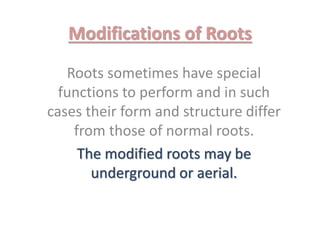 Support Root Modification Modificationsofroots by pooja | PPTX