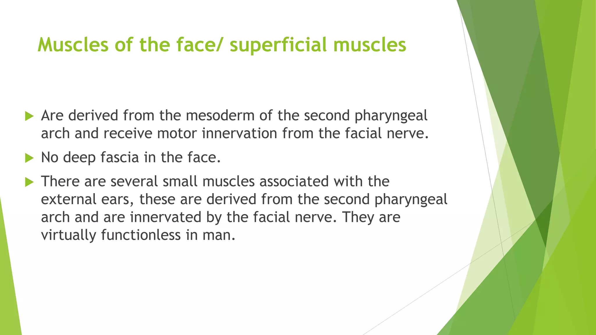 Muscles of the face/ superficial muscles
 Are derived from the mesoderm of the second pharyngeal
arch and receive motor innervation from the facial nerve.
 No deep fascia in the face.
 There are several small muscles associated with the
external ears, these are derived from the second pharyngeal
arch and are innervated by the facial nerve. They are
virtually functionless in man.
 