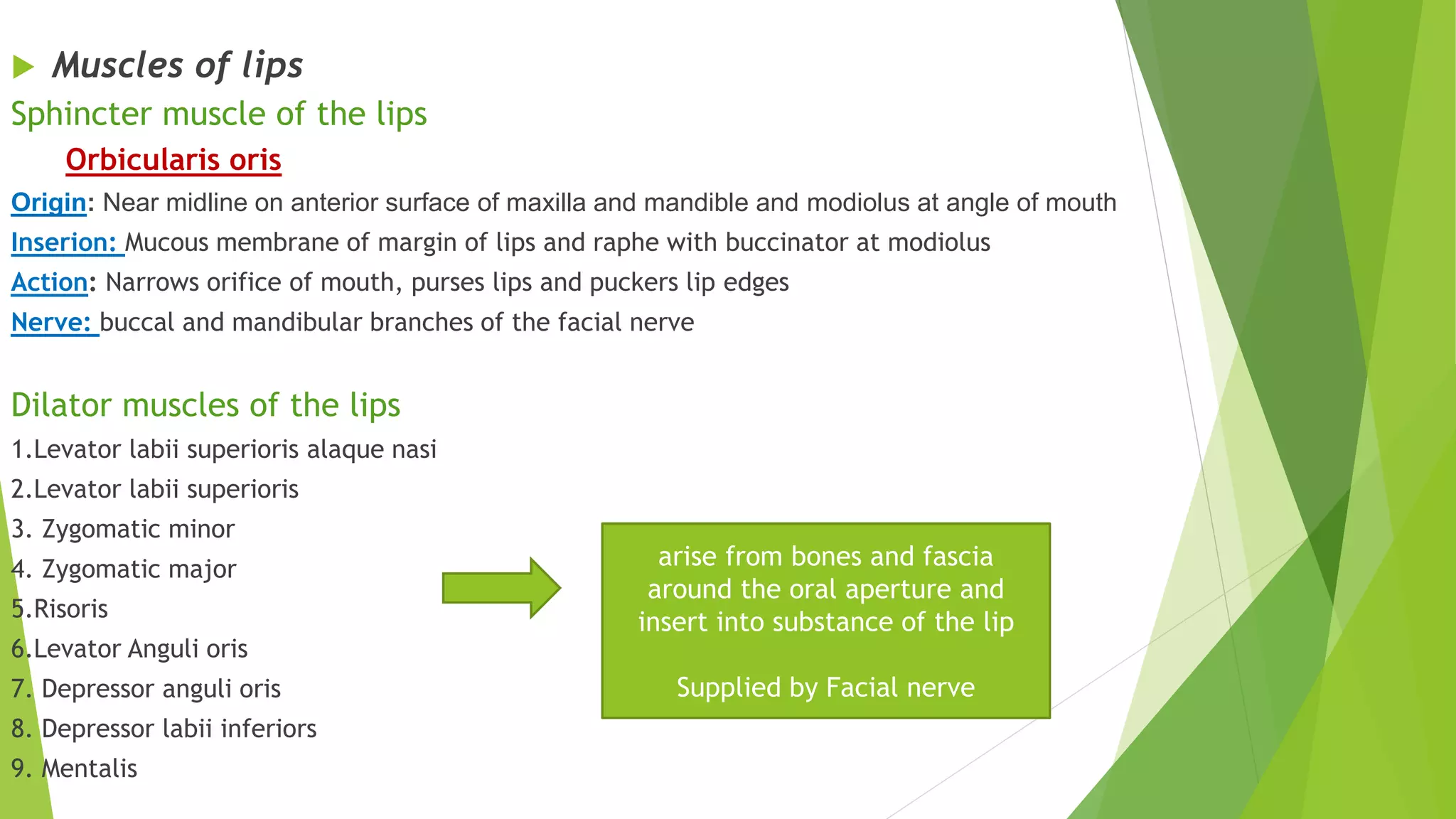  Muscles of lips
Sphincter muscle of the lips
Orbicularis oris
Origin: Near midline on anterior surface of maxilla and mandible and modiolus at angle of mouth
Inserion: Mucous membrane of margin of lips and raphe with buccinator at modiolus
Action: Narrows orifice of mouth, purses lips and puckers lip edges
Nerve: buccal and mandibular branches of the facial nerve
Dilator muscles of the lips
1.Levator labii superioris alaque nasi
2.Levator labii superioris
3. Zygomatic minor
4. Zygomatic major
5.Risoris
6.Levator Anguli oris
7. Depressor anguli oris
8. Depressor labii inferiors
9. Mentalis
arise from bones and fascia
around the oral aperture and
insert into substance of the lip
Supplied by Facial nerve
 
