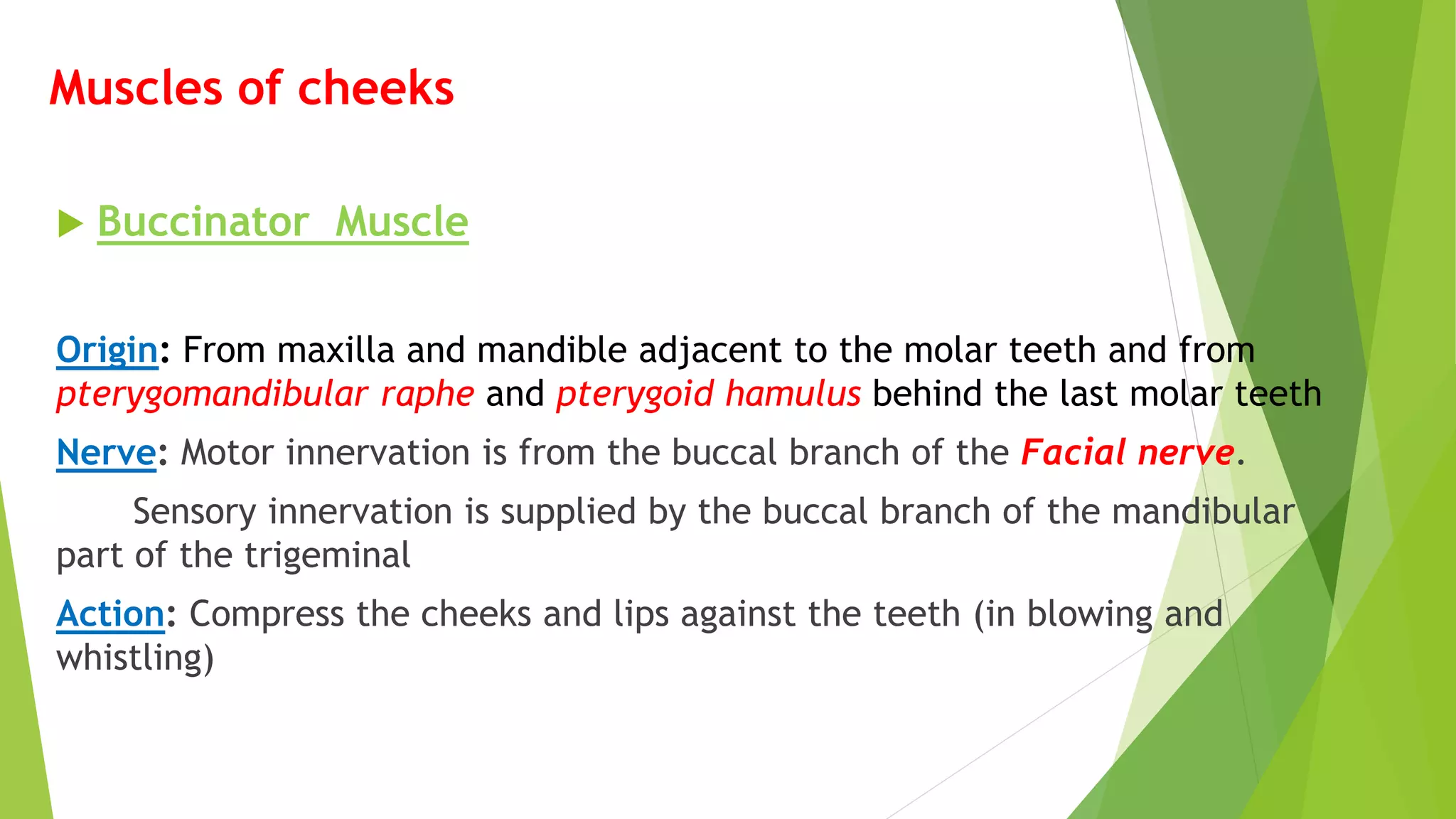 Muscles of cheeks
 Buccinator Muscle
Origin: From maxilla and mandible adjacent to the molar teeth and from
pterygomandibular raphe and pterygoid hamulus behind the last molar teeth
Nerve: Motor innervation is from the buccal branch of the Facial nerve.
Sensory innervation is supplied by the buccal branch of the mandibular
part of the trigeminal
Action: Compress the cheeks and lips against the teeth (in blowing and
whistling)
 