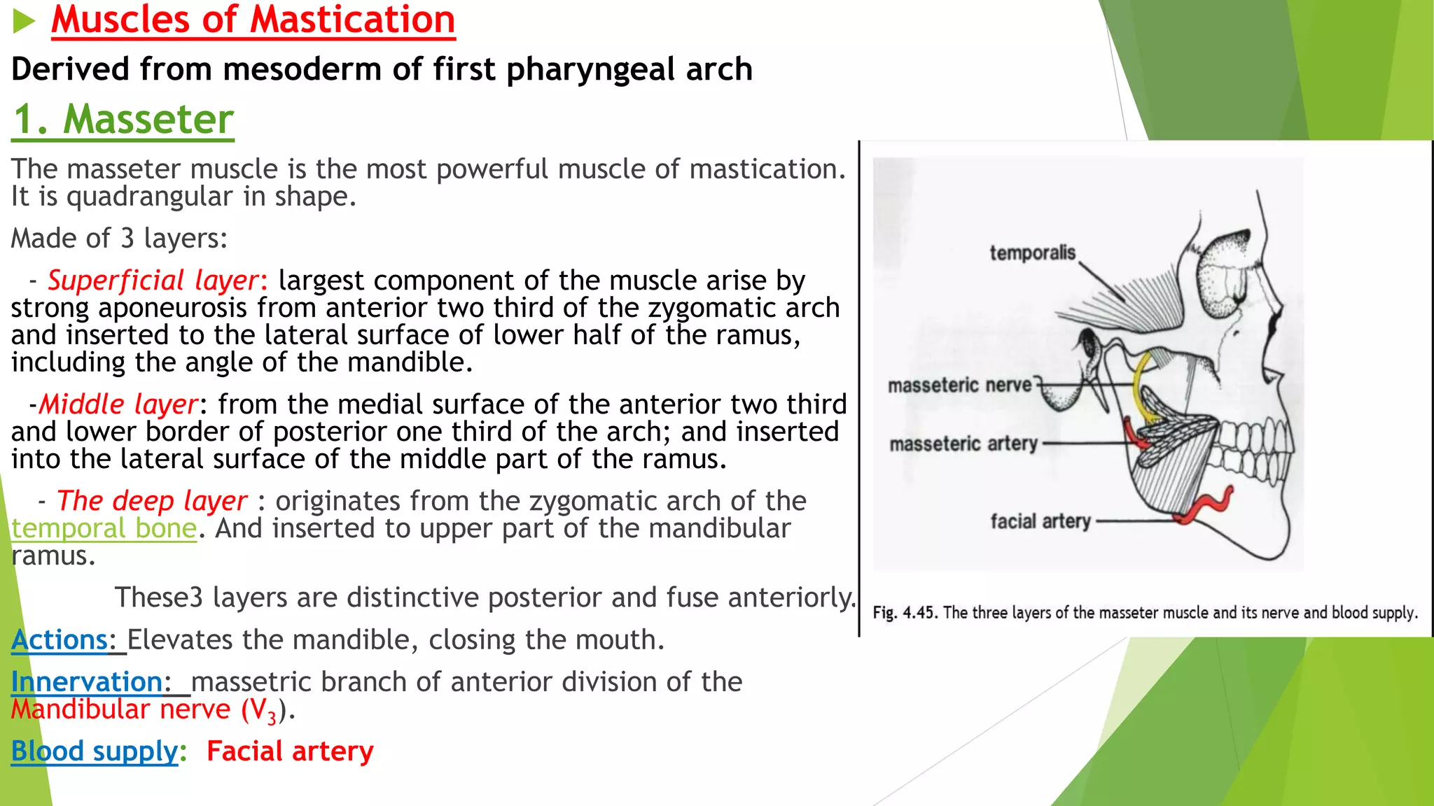  Muscles of Mastication
Derived from mesoderm of first pharyngeal arch
1. Masseter
The masseter muscle is the most powerful muscle of mastication.
It is quadrangular in shape.
Made of 3 layers:
- Superficial layer: largest component of the muscle arise by
strong aponeurosis from anterior two third of the zygomatic arch
and inserted to the lateral surface of lower half of the ramus,
including the angle of the mandible.
-Middle layer: from the medial surface of the anterior two third
and lower border of posterior one third of the arch; and inserted
into the lateral surface of the middle part of the ramus.
- The deep layer : originates from the zygomatic arch of the
temporal bone. And inserted to upper part of the mandibular
ramus.
These3 layers are distinctive posterior and fuse anteriorly.
Actions: Elevates the mandible, closing the mouth.
Innervation: massetric branch of anterior division of the
Mandibular nerve (V3).
Blood supply: Facial artery
 