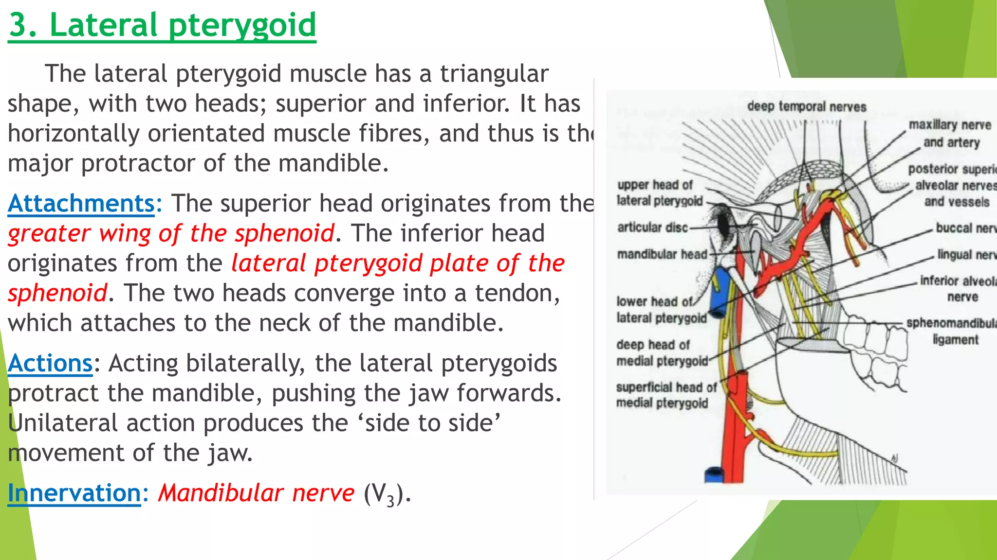 3. Lateral pterygoid
The lateral pterygoid muscle has a triangular
shape, with two heads; superior and inferior. It has
horizontally orientated muscle fibres, and thus is the
major protractor of the mandible.
Attachments: The superior head originates from the
greater wing of the sphenoid. The inferior head
originates from the lateral pterygoid plate of the
sphenoid. The two heads converge into a tendon,
which attaches to the neck of the mandible.
Actions: Acting bilaterally, the lateral pterygoids
protract the mandible, pushing the jaw forwards.
Unilateral action produces the ‘side to side’
movement of the jaw.
Innervation: Mandibular nerve (V3).
 