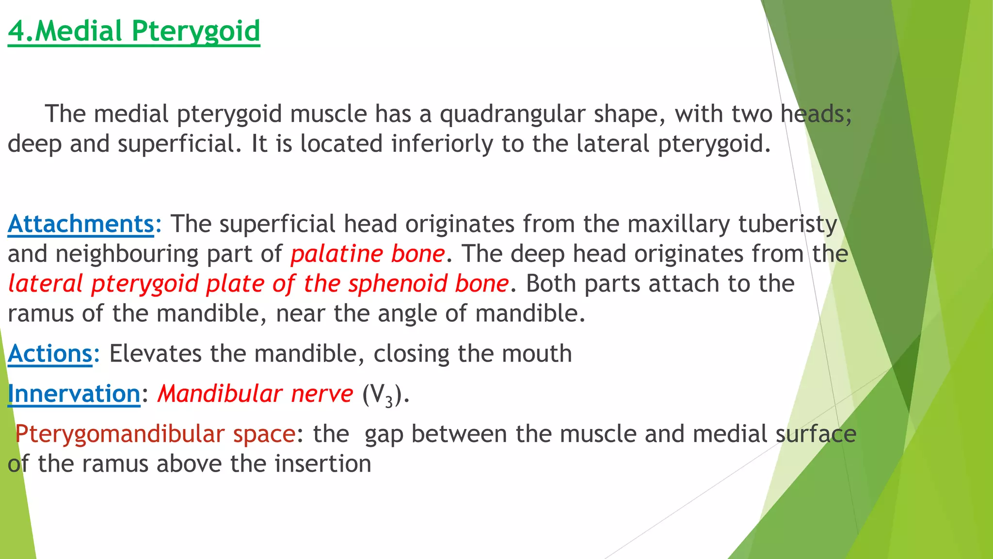 4.Medial Pterygoid
The medial pterygoid muscle has a quadrangular shape, with two heads;
deep and superficial. It is located inferiorly to the lateral pterygoid.
Attachments: The superficial head originates from the maxillary tuberisty
and neighbouring part of palatine bone. The deep head originates from the
lateral pterygoid plate of the sphenoid bone. Both parts attach to the
ramus of the mandible, near the angle of mandible.
Actions: Elevates the mandible, closing the mouth
Innervation: Mandibular nerve (V3).
Pterygomandibular space: the gap between the muscle and medial surface
of the ramus above the insertion
 
