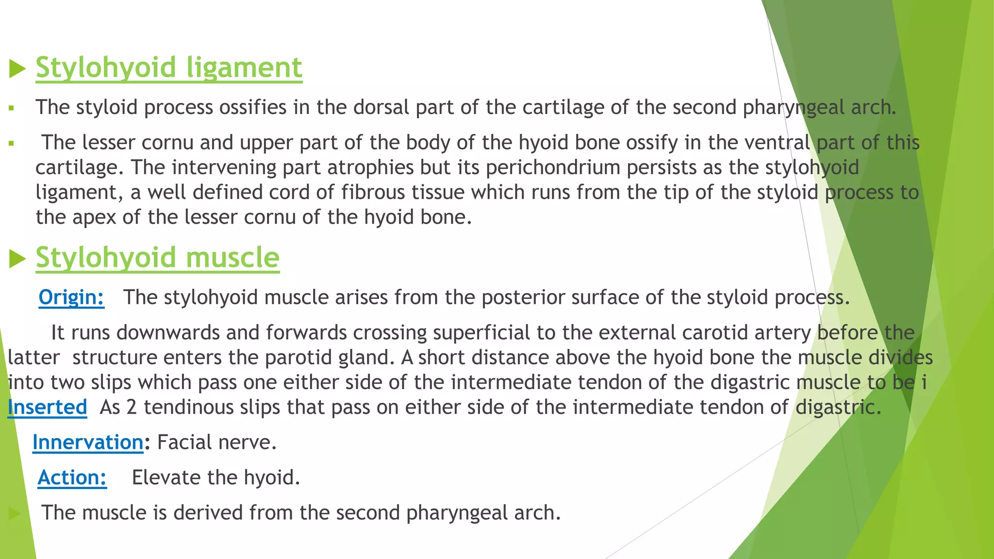  Stylohyoid ligament
 The styloid process ossifies in the dorsal part of the cartilage of the second pharyngeal arch.
 The lesser cornu and upper part of the body of the hyoid bone ossify in the ventral part of this
cartilage. The intervening part atrophies but its perichondrium persists as the stylohyoid
ligament, a well defined cord of fibrous tissue which runs from the tip of the styloid process to
the apex of the lesser cornu of the hyoid bone.
 Stylohyoid muscle
Origin: The stylohyoid muscle arises from the posterior surface of the styloid process.
It runs downwards and forwards crossing superficial to the external carotid artery before the
latter structure enters the parotid gland. A short distance above the hyoid bone the muscle divides
into two slips which pass one either side of the intermediate tendon of the digastric muscle to be i
Inserted As 2 tendinous slips that pass on either side of the intermediate tendon of digastric.
Innervation: Facial nerve.
Action: Elevate the hyoid.
 The muscle is derived from the second pharyngeal arch.
 