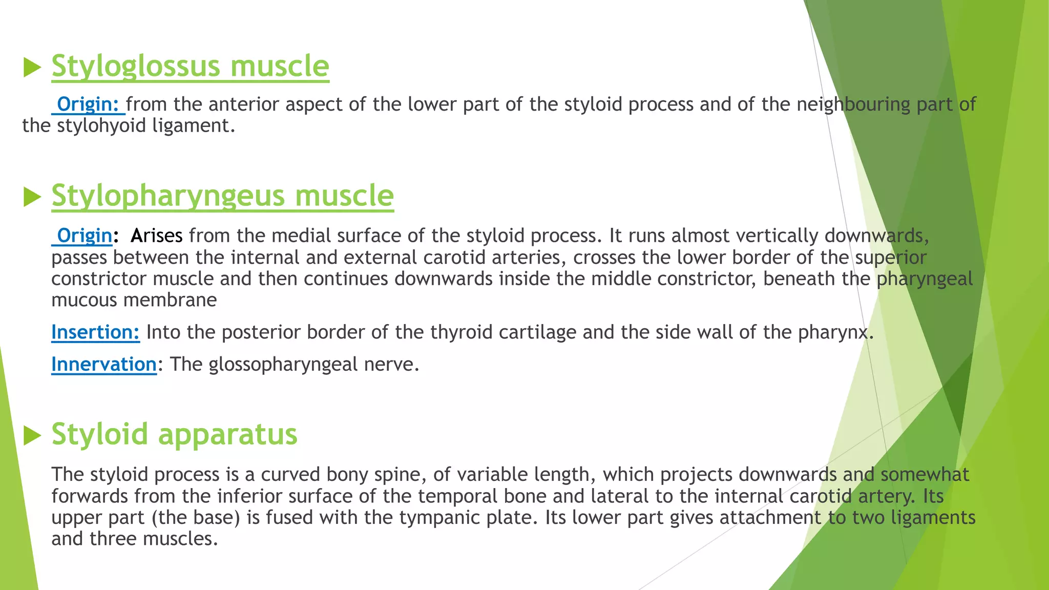  Styloglossus muscle
Origin: from the anterior aspect of the lower part of the styloid process and of the neighbouring part of
the stylohyoid ligament.
 Stylopharyngeus muscle
Origin: Arises from the medial surface of the styloid process. It runs almost vertically downwards,
passes between the internal and external carotid arteries, crosses the lower border of the superior
constrictor muscle and then continues downwards inside the middle constrictor, beneath the pharyngeal
mucous membrane
Insertion: Into the posterior border of the thyroid cartilage and the side wall of the pharynx.
Innervation: The glossopharyngeal nerve.
 Styloid apparatus
The styloid process is a curved bony spine, of variable length, which projects downwards and somewhat
forwards from the inferior surface of the temporal bone and lateral to the internal carotid artery. Its
upper part (the base) is fused with the tympanic plate. Its lower part gives attachment to two ligaments
and three muscles.
 