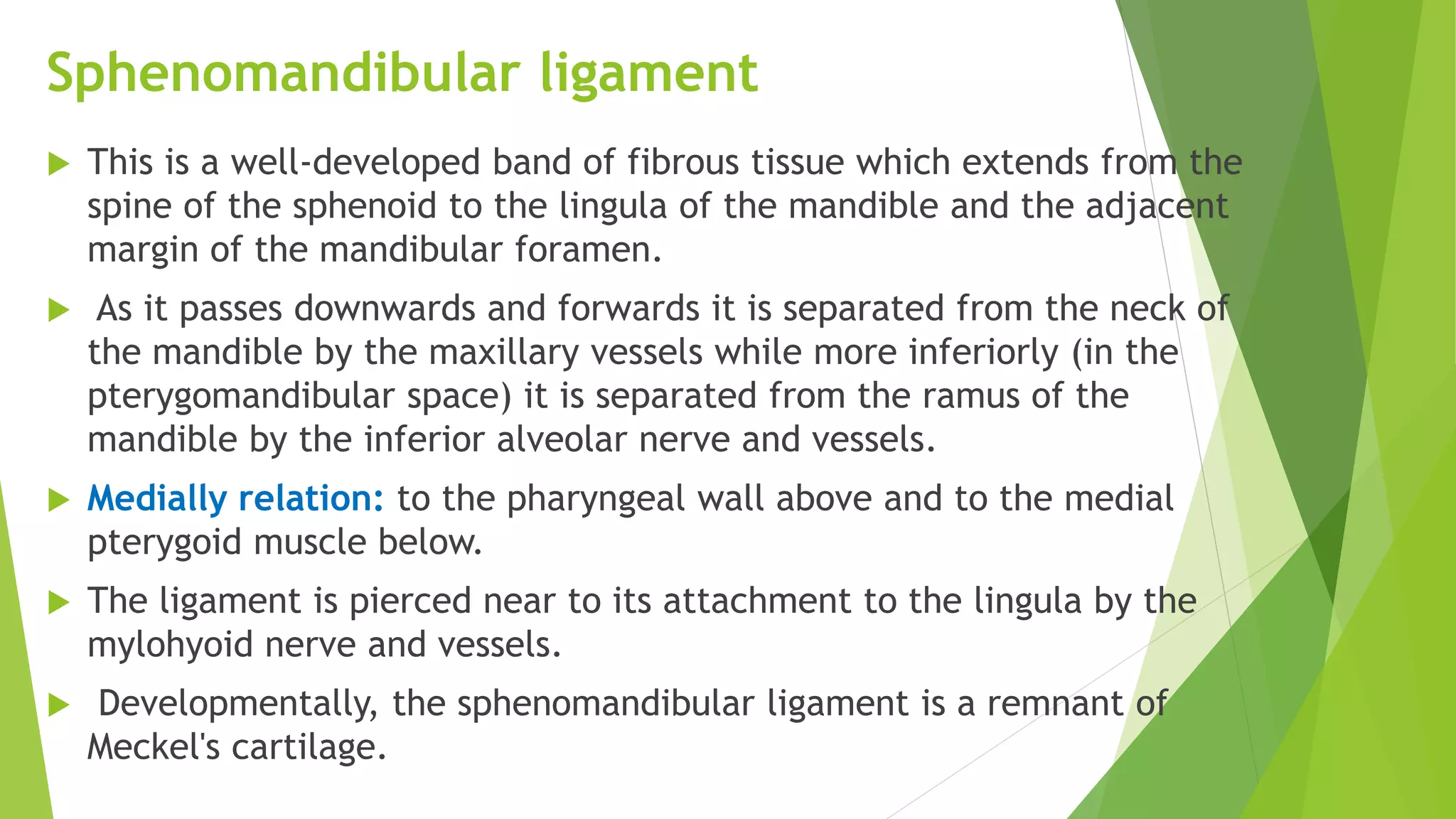 Sphenomandibular ligament
 This is a well-developed band of fibrous tissue which extends from the
spine of the sphenoid to the lingula of the mandible and the adjacent
margin of the mandibular foramen.
 As it passes downwards and forwards it is separated from the neck of
the mandible by the maxillary vessels while more inferiorly (in the
pterygomandibular space) it is separated from the ramus of the
mandible by the inferior alveolar nerve and vessels.
 Medially relation: to the pharyngeal wall above and to the medial
pterygoid muscle below.
 The ligament is pierced near to its attachment to the lingula by the
mylohyoid nerve and vessels.
 Developmentally, the sphenomandibular ligament is a remnant of
Meckel's cartilage.
 