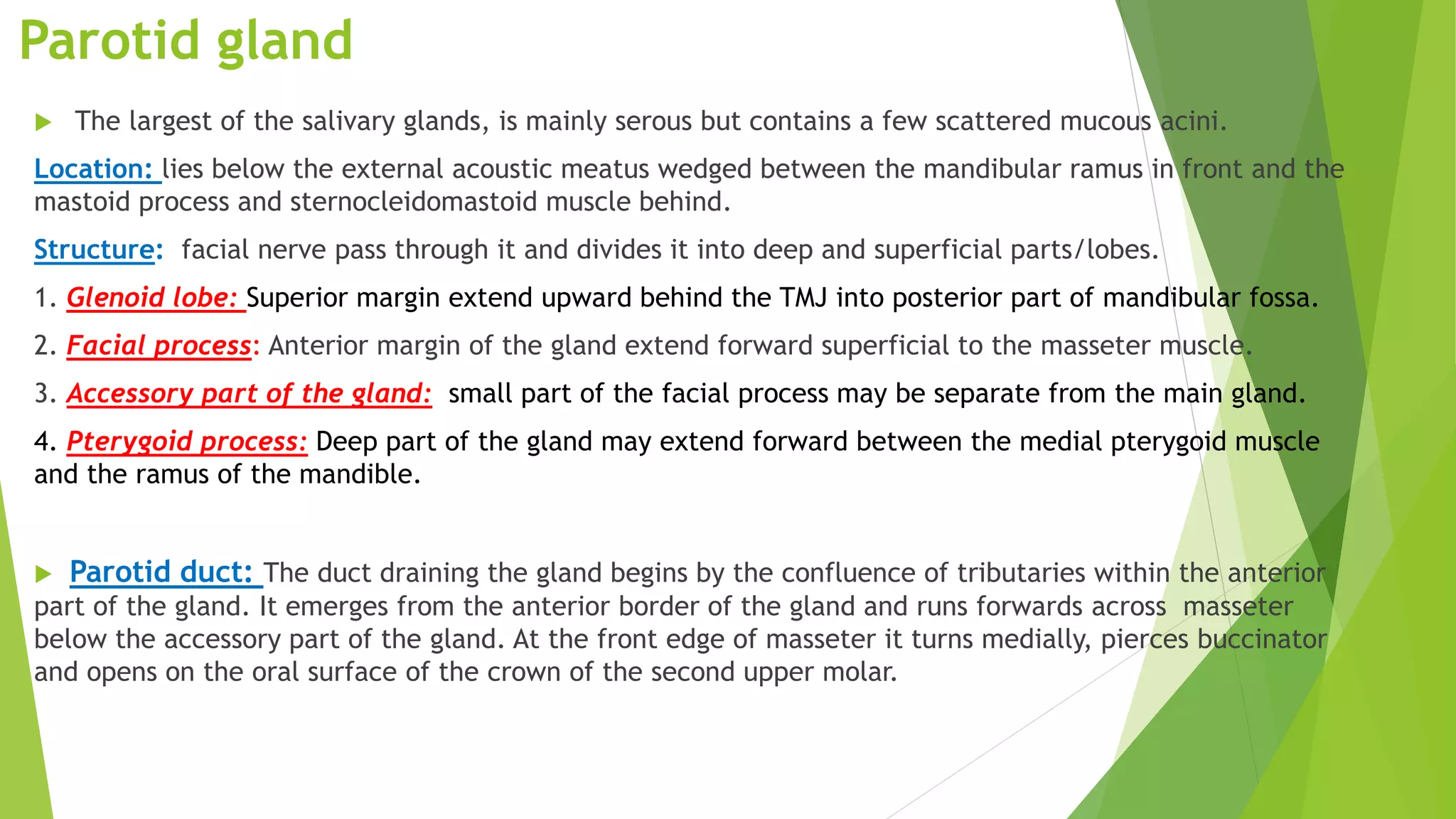 Parotid gland
 The largest of the salivary glands, is mainly serous but contains a few scattered mucous acini.
Location: lies below the external acoustic meatus wedged between the mandibular ramus in front and the
mastoid process and sternocleidomastoid muscle behind.
Structure: facial nerve pass through it and divides it into deep and superficial parts/lobes.
1. Glenoid lobe: Superior margin extend upward behind the TMJ into posterior part of mandibular fossa.
2. Facial process: Anterior margin of the gland extend forward superficial to the masseter muscle.
3. Accessory part of the gland: small part of the facial process may be separate from the main gland.
4. Pterygoid process: Deep part of the gland may extend forward between the medial pterygoid muscle
and the ramus of the mandible.
 Parotid duct: The duct draining the gland begins by the confluence of tributaries within the anterior
part of the gland. It emerges from the anterior border of the gland and runs forwards across masseter
below the accessory part of the gland. At the front edge of masseter it turns medially, pierces buccinator
and opens on the oral surface of the crown of the second upper molar.
 