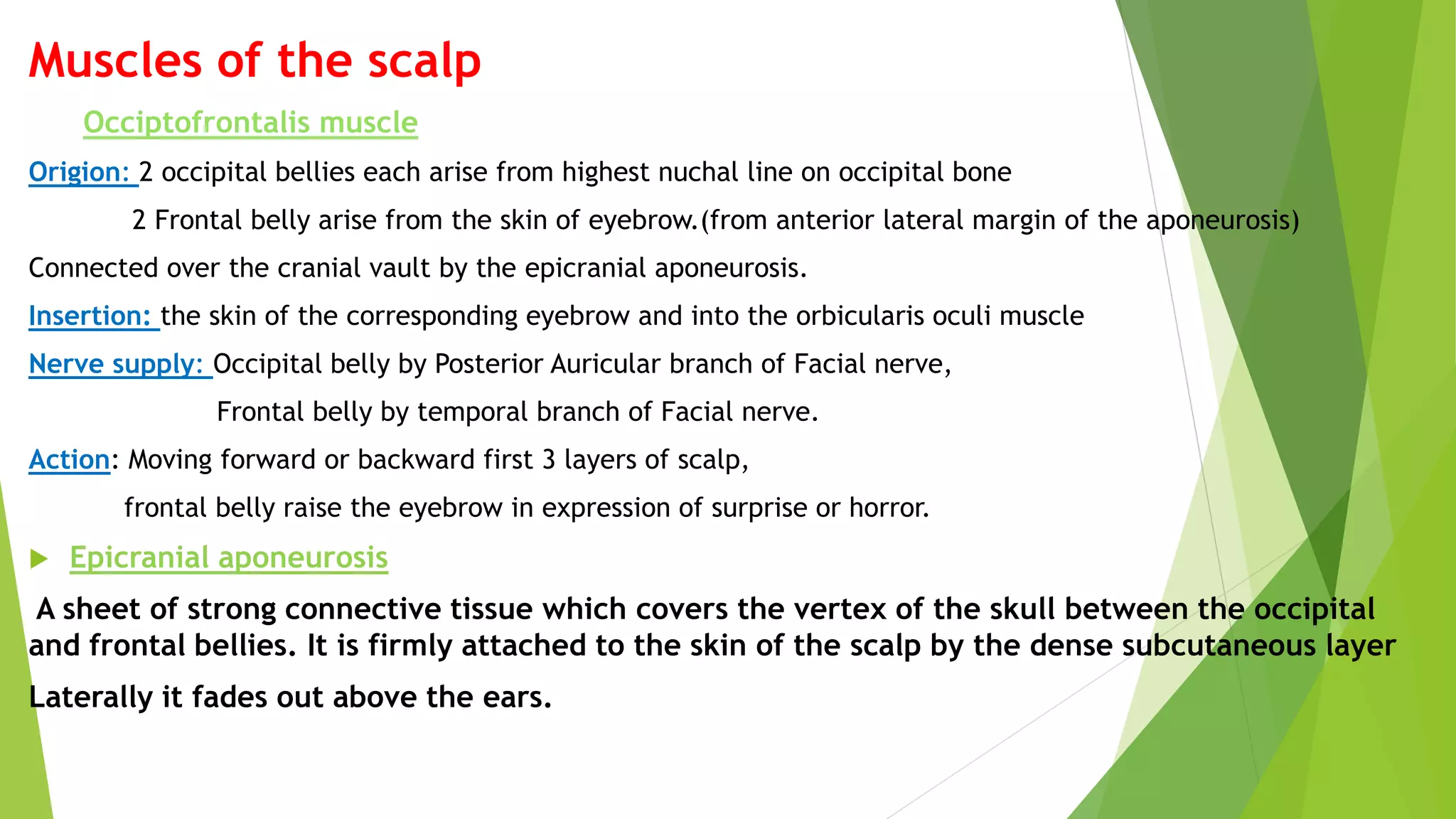 Muscles of the scalp
Occiptofrontalis muscle
Origion: 2 occipital bellies each arise from highest nuchal line on occipital bone
2 Frontal belly arise from the skin of eyebrow.(from anterior lateral margin of the aponeurosis)
Connected over the cranial vault by the epicranial aponeurosis.
Insertion: the skin of the corresponding eyebrow and into the orbicularis oculi muscle
Nerve supply: Occipital belly by Posterior Auricular branch of Facial nerve,
Frontal belly by temporal branch of Facial nerve.
Action: Moving forward or backward first 3 layers of scalp,
frontal belly raise the eyebrow in expression of surprise or horror.
 Epicranial aponeurosis
A sheet of strong connective tissue which covers the vertex of the skull between the occipital
and frontal bellies. It is firmly attached to the skin of the scalp by the dense subcutaneous layer
Laterally it fades out above the ears.
 
