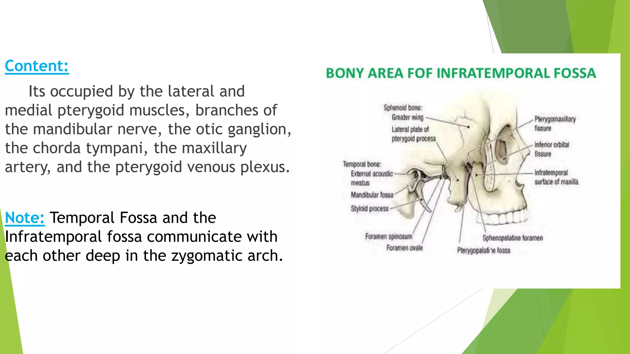 Content:
Its occupied by the lateral and
medial pterygoid muscles, branches of
the mandibular nerve, the otic ganglion,
the chorda tympani, the maxillary
artery, and the pterygoid venous plexus.
Note: Temporal Fossa and the
Infratemporal fossa communicate with
each other deep in the zygomatic arch.
 