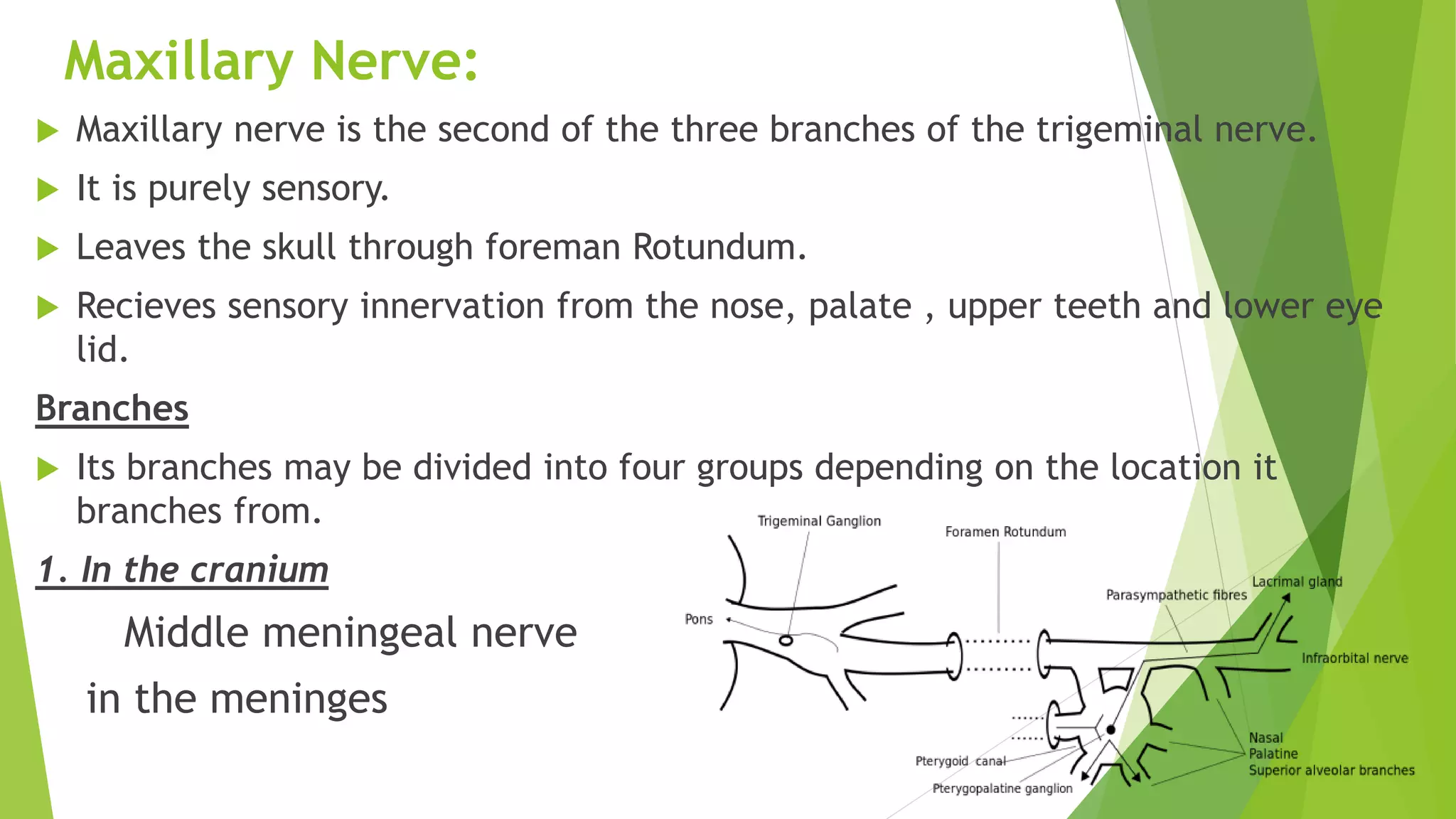 Maxillary Nerve:
 Maxillary nerve is the second of the three branches of the trigeminal nerve.
 It is purely sensory.
 Leaves the skull through foreman Rotundum.
 Recieves sensory innervation from the nose, palate , upper teeth and lower eye
lid.
Branches
 Its branches may be divided into four groups depending on the location it
branches from.
1. In the cranium
Middle meningeal nerve
in the meninges
 