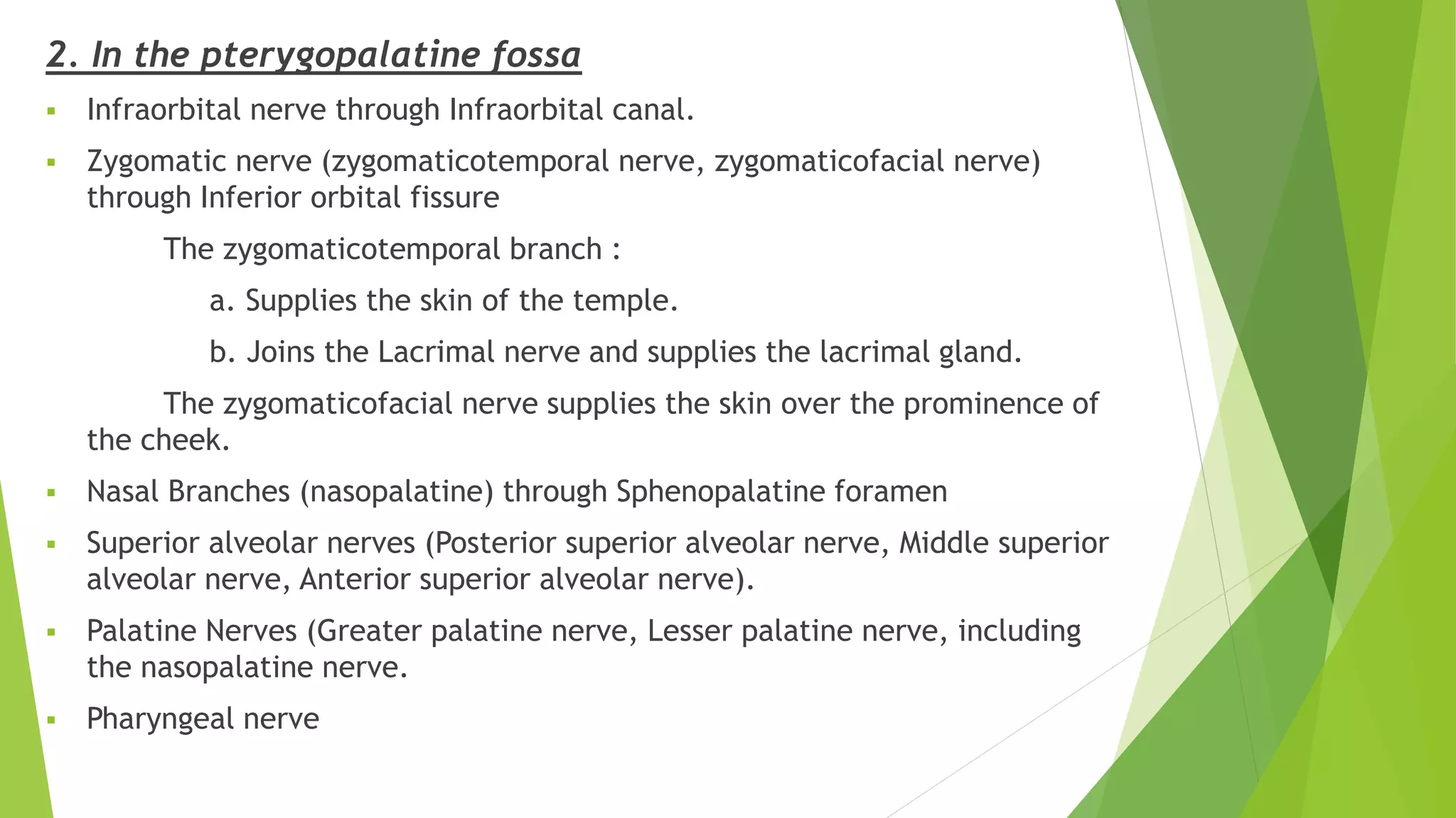 2. In the pterygopalatine fossa
 Infraorbital nerve through Infraorbital canal.
 Zygomatic nerve (zygomaticotemporal nerve, zygomaticofacial nerve)
through Inferior orbital fissure
The zygomaticotemporal branch :
a. Supplies the skin of the temple.
b. Joins the Lacrimal nerve and supplies the lacrimal gland.
The zygomaticofacial nerve supplies the skin over the prominence of
the cheek.
 Nasal Branches (nasopalatine) through Sphenopalatine foramen
 Superior alveolar nerves (Posterior superior alveolar nerve, Middle superior
alveolar nerve, Anterior superior alveolar nerve).
 Palatine Nerves (Greater palatine nerve, Lesser palatine nerve, including
the nasopalatine nerve.
 Pharyngeal nerve
 