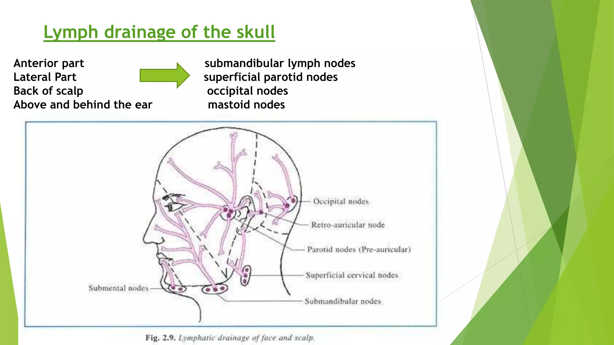 Lymph drainage of the skull
Anterior part submandibular lymph nodes
Lateral Part superficial parotid nodes
Back of scalp occipital nodes
Above and behind the ear mastoid nodes
 