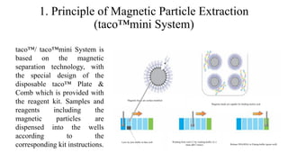 1. Principle of Magnetic Particle Extraction
(taco™mini System)
taco™/ taco™mini System is
based on the magnetic
separation technology, with
the special design of the
disposable taco™ Plate &
Comb which is provided with
the reagent kit. Samples and
reagents including the
magnetic particles are
dispensed into the wells
according to the
corresponding kit instructions.
Magnetic beads are surface-modified
Magnetic beads are capable for binding nucleic acid
Lysis by lysis buffer in blue well Washing from well 2-5 by washing buffer (A 2
times &B 2 times) Release DNA/RNA in Eluting buffer (green well)
 