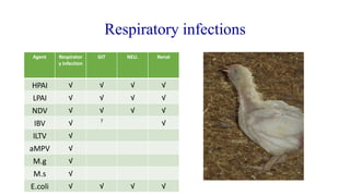 Respiratory infections
Agent Respirator
y infection
GIT NEU. Renal
HPAI √ √ √ √
LPAI √ √ √ √
NDV √ √ √ √
IBV √ ?
√
ILTV √
aMPV √
M.g √
M.s √
E.coli √ √ √ √
 