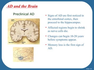 Preclinical AD • Signs of AD are first noticed in 
the entorhinal cortex, then 
proceed to the hippocampus. 
• Affected regions begin to shrink 
as nerve cells die. 
• Changes can begin 10-20 years 
before symptoms appear. 
• Memory loss is the first sign of 
AD. 
AD and the Brain 
Slide 20 
 