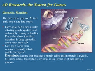 AD Research: the Search for Causes 
Genetic Studies 
The two main types of AD are 
early-onset and late-onset: 
• Early-onset AD is rare, usually 
affecting people aged 30 to 60 
and usually running in families. 
Researchers have identified 
mutations in three genes that 
cause early-onset AD. 
• Late-onset AD is more 
common. It usually affects 
people over age 65. 
hRaevsee airdcehnetrifsi ed a gene that produces a protein called apolipoprotein E (ApoE). 
Scientists believe this protein is involved in the formation of beta-amyloid 
plaques. 
Slide 25 
 