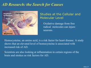 AD Research: the Search for Causes 
Studies at the Cellular and 
Molecular Level 
• Oxidative damage from free 
radical molecules can injure 
neurons. 
• Homocysteine, an amino acid, is a risk factor for heart disease. A study 
shows that an elevated level of homocysteine is associated with 
increased risk of AD. 
• Scientists are also looking at inflammation in certain regions of the 
brain and strokes as risk factors for AD. 
Slide 27 
 