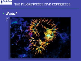 The Fluorescence Dive Experience

• Beaut
 y
 