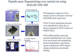 Proteomics and its applications in phytopathology | PPTX