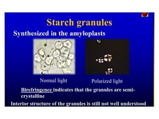 Modified Starches: Techniques and Applications | PPT
