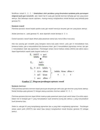 Modifikasi nisbah 9 : 3 : 3 : 1 disebabkan oleh peristiwa yang dinamakan epistasis,yaitu penutupan
ekspresi suatu gen nonalelik. Jadi, dalam hal ini suatu gen bersifat dominan terhadap gen lain yang bukan
alelnya. Ada beberapa macam epistasis, masing-masing menghasilkan nisbah fenotipe yang berbeda pada
generasi F2.
Epistasis resesif
Peristiwa epistasis resesif terjadi apabila suatu gen resesif menutupi ekspresi gen lain yang bukan alelnya.
Akibat peristiwa ini, pada generasi F2 akan diperoleh nisbah fenotipe 9 : 3 : 4.
Contoh epistasis resesif dapat dilihat pada pewarisan warna bulu mencit (Mus musculus).
Ada dua pasang gen nonalelik yang mengatur warna bulu pada mencit, yaitu gen A menyebabkan bulu
berwarna kelabu, gen a menyebabkan bulu berwarna hitam, gen C menyebabkan pigmentasi normal, dan gen
c menyebabkan tidak ada pigmentasi. Persilangan antara mencit berbulu kelabu (AACC) dan albino (aacc)
dapat digambarkan seperti pada diagram berikut ini.
Epistasis dominan
Pada peristiwa epistasis dominan terjadi penutupan ekspresi gen oleh suatu gen dominan yang bukan alelnya.
Nisbah fenotipe pada generasi F2 dengan adanya epistasis dominan adalah 12 : 3 : 1.
Peristiwa epistasis dominan dapat dilihat misalnya pada pewarisan warna buah waluh besar (Cucurbita pepo).
Dalam hal ini terdapat gen Y yang menyebabkan buah berwarna kuning dan alelnya y yang menyebabkan
buah berwarna hijau.
Selain itu, ada gen W yang menghalangi pigmentasi dan w yang tidak menghalangi pigmentasi. Persilangan
antara waluh putih (WWYY) dan waluh hijau (wwyy) menghasilkan nisbah fenotipe generasi F2 sebagai
berikut.
 