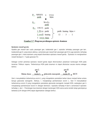 Epistasis resesif ganda
Apabila gen resesif dari suatu pasangan gen, katakanlah gen I, epistatis terhadap pasangan gen lain,
katakanlah gen II, yang bukan alelnya, sementara gen resesif dari pasangan gen II ini juga epistatis terhadap
pasangan gen I, maka epistasis yang terjadi dinamakan epistasis resesif ganda. Epistasis ini menghasilkan
nisbah fenotipe 9 : 7 pada generasi F2.
Sebagai contoh peristiwa epistasis resesif ganda dapat dikemukakan pewarisan kandungan HCN pada
tanaman Trifolium repens. Terbentuknya HCN pada tanaman ini dapat dilukiskan secara skema sebagai
berikut.
Gen L menyebabkan terbentuknya enzim L yang mengatalisis perubahan bahan dasar menjadi bahan antara
berupa glukosida sianogenik. Alelnya, l, menghalangi pembentukan enzim L. Gen H menyebabkan
terbentuknya enzim H yang mengatalisis perubahan glukosida sianogenik menjadi HCN, sedangkan gen h
menghalangi pembentukan enzim H. Dengan demikian, l epistatis terhadap H dan h, sementara h epistatis
terhadap L dan l. Persilangan dua tanaman dengan kandungan HCN sama-sama rendah tetapi genotipenya
berbeda (LLhh dengan llHH) dapat digambarkan sebagai berikut.
 