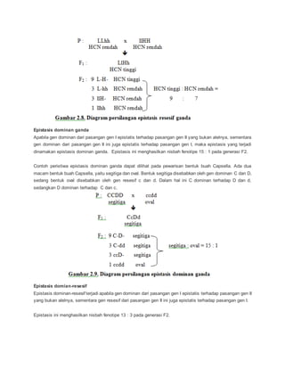 Epistasis dominan ganda
Apabila gen dominan dari pasangan gen I epistatis terhadap pasangan gen II yang bukan alelnya, sementara
gen dominan dari pasangan gen II ini juga epistatis terhadap pasangan gen I, maka epistasis yang terjadi
dinamakan epistasis dominan ganda. Epistasis ini menghasilkan nisbah fenotipe 15 : 1 pada generasi F2.
Contoh peristiwa epistasis dominan ganda dapat dilihat pada pewarisan bentuk buah Capsella. Ada dua
macam bentuk buah Capsella, yaitu segitiga dan oval. Bentuk segitiga disebabkan oleh gen dominan C dan D,
sedang bentuk oval disebabkan oleh gen resesif c dan d. Dalam hal ini C dominan terhadap D dan d,
sedangkan D dominan terhadap C dan c.
Epistasis domian-resesif
Epistasis dominan-resesif terjadi apabila gen dominan dari pasangan gen I epistatis terhadap pasangan gen II
yang bukan alelnya, sementara gen resesif dari pasangan gen II ini juga epistatis terhadap pasangan gen I.
Epistasis ini menghasilkan nisbah fenotipe 13 : 3 pada generasi F2.
 