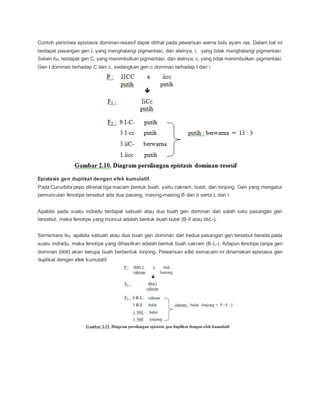 Contoh peristiwa epistasis dominan-resesif dapat dilihat pada pewarisan warna bulu ayam ras. Dalam hal ini
terdapat pasangan gen I, yang menghalangi pigmentasi, dan alelnya, i, yang tidak menghalangi pigmentasi.
Selain itu, terdapat gen C, yang menimbulkan pigmentasi, dan alelnya, c, yang tidak menimbulkan pigmentasi.
Gen I dominan terhadap C dan c, sedangkan gen c dominan terhadap I dan i.
Epistasis gen duplikat dengan efek kumulatif
Pada Cucurbita pepo dikenal tiga macam bentuk buah, yaitu cakram, bulat, dan lonjong. Gen yang mengatur
pemunculan fenotipe tersebut ada dua pasang, masing-masing B dan b serta L dan l.
Apabila pada suatu individu terdapat sebuah atau dua buah gen dominan dari salah satu pasangan gen
tersebut, maka fenotipe yang muncul adalah bentuk buah bulat (B-ll atau bbL-).
Sementara itu, apabila sebuah atau dua buah gen dominan dari kedua pasangan gen tersebut berada pada
suatu individu, maka fenotipe yang dihasilkan adalah bentuk buah cakram (B-L-). Adapun fenotipe tanpa gen
dominan (bbll) akan berupa buah berbentuk lonjong. Pewarisan sifat semacam ini dinamakan epistasis gen
duplikat dengan efek kumulatif.
 