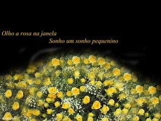 Olho a rosa na janela  Sonho um sonho pequenino 