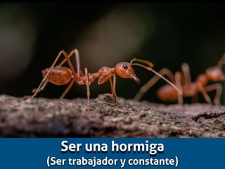 Ser una hormiga
(Ser trabajador y constante)
 
