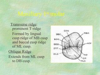 Transversal Ridge Mod morphology of deciduous dentition | PPT