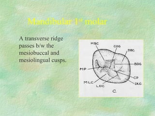 Mandibular First Molar Ridges Mod morphology of deciduous dentition | PPT