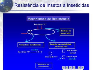 17
Resistência de Insetos a Inseticidas
RBCARI -
COMITÊ BRASILEIRO DE AÇÃ O A RESISTÊNC IA A INSETICID AS
Inseticida "A"Inseticida "A"
Redução na
penetração
Redução na
penetração
Aumento no metabolismo
Inseticida "A" ---------> B + C
Aumento no metabolismo
Inseticida "A" ---------> B + C
Redução na sensibilidade
do alvo de ação
Redução na sensibilidade
do alvo de ação
Inseticida "A"Inseticida "A"
Alvo de ação
normal
Alvo de ação
normal
Alvo de ação
alterado
Alvo de ação
alterado
enzimaenzima
Mecanismos de ResistênciaMecanismos de Resistência
ResistênciaResistência porpor
comportamentocomportamento
Mecanismos de ResistMecanismos de Resistêênciancia
 