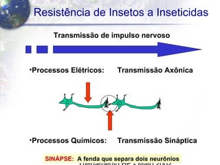 23
Resistência de Insetos a Inseticidas
Transmissão de impulso nervoso
•Processos Elétricos: Transmissão Axônica
•Processos Químicos: Transmissão Sináptica
SINÁPSE: A fenda que separa dois neurônios
 