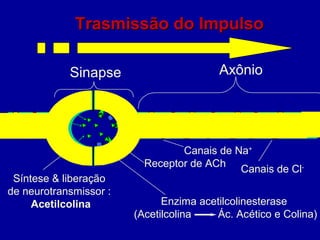 Membrana Pós-sináptica
Membrana
Pré-sináptica
Receptor de ACh
Sinapse Axônio
Síntese & liberação
de neurotransmissor :
Acetilcolina Enzima acetilcolinesterase
(Acetilcolina Ác. Acético e Colina)
Canais de Na+
Canais de Cl-
Trasmissão do ImpulsoTrasmissão do Impulso
 