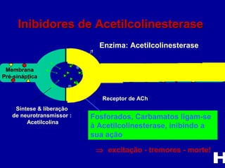 Membrana Pós-sináptica
Membrana
Pré-sináptica
Receptor de ACh
Síntese & liberação
de neurotransmissor :
Acetilcolina
Fosforados, Carbamatos ligam-se
à Acetilcolinesterase, inibindo a
sua ação
⇒ excitação - tremores - morte!
Inibidores de AcetilcolinesteraseInibidores de Acetilcolinesterase
Enzima: Acetilcolinesterase
 