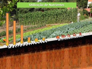 N P K Ca Mg S
Cu Mn Fe Zn B
Utilização de Nutrientes
. . .
 