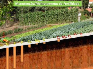 Manutenção/Melhoramento da Fertilidade
N P P Ca
S
Cu Mn Fe
Zn B . . .
Kg/ha
Mg
 