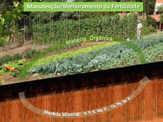 Manutenção/Melhoramento da Fertilidade
 