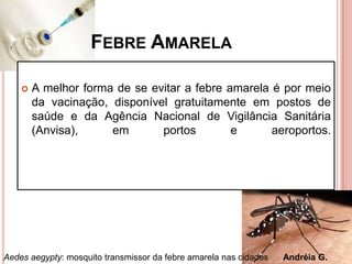 FEBRE AMARELA
 A melhor forma de se evitar a febre amarela é por meio
da vacinação, disponível gratuitamente em postos de
saúde e da Agência Nacional de Vigilância Sanitária
(Anvisa), em portos e aeroportos.
Aedes aegypty: mosquito transmissor da febre amarela nas cidades Andréia G.
 
