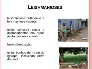  leishmaniose cutânea e a
leishmaniose visceral:
o evitar construir casas e
acampamentos em áreas
muito próximas à mata
o fazer dedetização
o evitar banhos de rio ou de
igarapé, localizado perto
da mata
LEISHMANIOSES
Talita M.
 