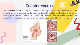 Cuerdas vocales
Las cuerdas vocales son dos bandas de tejido muscular flexibles que se
encuentran en la entrada de la tráquea. Cuando hablas, las bandas se juntan y
vibran para hacer sonidos. El resto del tiempo, las cuerdas vocales se
encuentran relajadas en una posición abierta, para posibilitar la respiración.
 