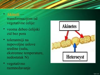 
Akineti ––
transformacijom od
vegetativne ćelije:

veoma debeo ćelijski
zid bez pora

tolerantniji na
nepovoljne uslove
sredine (sušu,
ekstremne temperature,
nedostatak N)

vegetativno
razmnožavanje
 