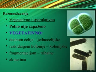Razmnožavanje

Vegetativno i sporulativno

Polno nije zapaženo

VEGETATIVNO:

deobom ćelije – jednoćelijske

raskidanjem kolonije – kolonijske

fragmentacijom – trihalne

akinetima
 