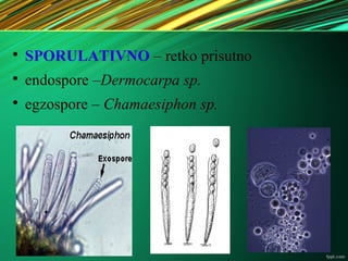 
SPORULATIVNO – retko prisutno

endospore –Dermocarpa sp.

egzospore – Chamaesiphon sp.
 