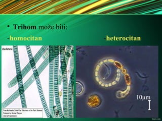 
Trihom može biti:
-homocitan -heterocitan
 