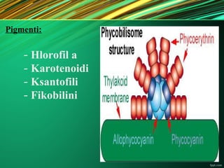 Pigmenti:
- Hlorofil a
- Karotenoidi
- Ksantofili
- Fikobilini
 