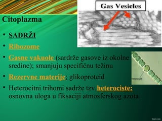 Citoplazma

SADRŽI

Ribozome

Gasne vakuole (sardrže gasove iz okolne
sredine); smanjuju specifičnu težinu

Rezervne materije: glikoproteid

Heterocitni trihomi sadrže tzv.heterociste:
osnovna uloga u fiksaciji atmosferskog azota
 